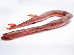 アカヤガラの特徴・見分け方 ｜ 写真から探せる魚図鑑