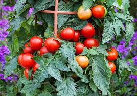 Vegetable Fertility Basics For Flower Growers Syngenta Flowers