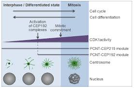 Cells Free Full Text The Centrosome And The Primary Cilium The Yin And Yang Of A Hybrid Organelle Html
