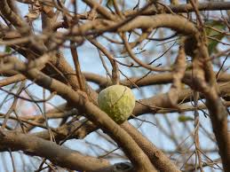 Along with the name of fruits in english, their pronunciation in hindi has also been given, which will make you easier to read and understand. Date Fruit Meaning In Marathi Rebudmube