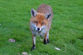 A fox smell in your garden. How To Stop Foxes Digging In Your Garden Empire Pest Control London