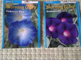 Morning glory (plural morning glories). Can A Morning Glory Vine Have Two Different Color Blooms