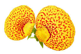 Image result for Calceolariaceae