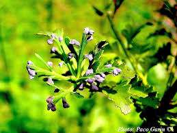 Image result for Trichodesma physaloides