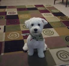 Pin On Puppys