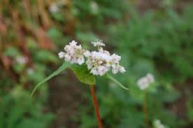 Image result for Fagopyrum snowdenii