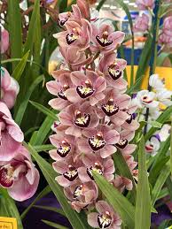 Image result for Cycnium jamesii