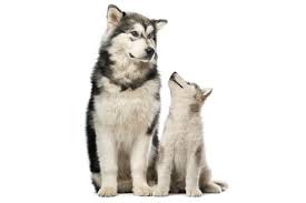 Soon we hope to become a resource where you can find alaskan malamute puppies for sale near you! Alaskan Malamute Cost A Complete Guide With Calculator Petbudget Pet Costs Saving Tips