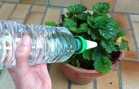 Comment s'occuper pendant les vacances ??? Comment S Occuper De Ses Plantes Durant Les Vacances Blog Tohapi