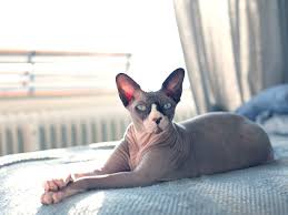 Feb 23, 2021 · bareenough sphynx & lykoi cattery, llc is a licensed cattery permitted through san bernardino county, located in the high desert of southern california near victorville. How To Care For A Hairless Cat