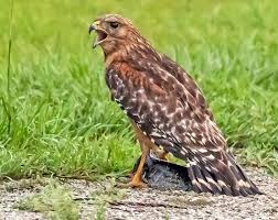 Buteo hawks, the most common native hawks, share many physical similarities with eagles. Red Shouldered Hawk A Frequent Flyer At St Francis