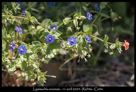 Image result for Lysimachia arvensis