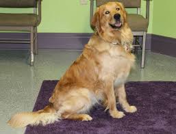 Westside pet clinic is proud to serve santa monica, ca and the surrounding communities. West Side Pet Clinic