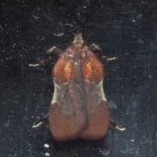 Image result for Nicolasia stenoptera