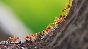 You may have already started looking for answers and providers by conducting searches for ant. Home Monroe Pest Control