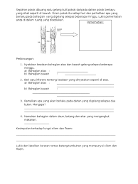 Fiszkoteka, your checked malaysian english dictionary! Xilem Dan Floem