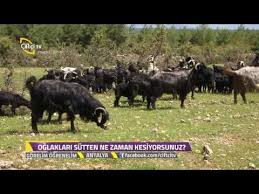 Gorelim Ogrenelim Honamli Keci Irki Yetistiriciligi Youtube Keciler Meyve Bahcesi Hayvanlar