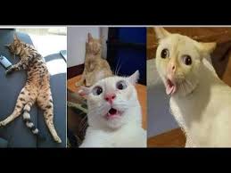 Try Not To Laugh Funny Cats Vs Babies Funny Cats Vines Fun With People Https Www Youtube Com Watch V 7gsnyoca In 2020 Funny Cat Videos Funny Babies Funny Vines