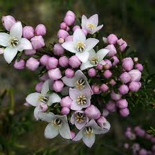 Tasmanian Native Boronia By Christine Beswick Australian Native Flowers Australian Flowers Australian Plants