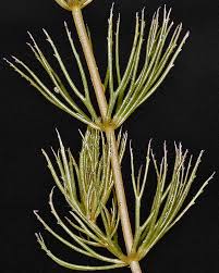 Image result for Ceratophyllum