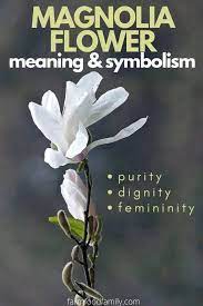 Magnolia Flower Meaning Symbolism A Symbol Of Femininity Love Magnolia Flower Flower Meanings Magnolia