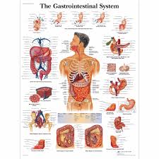 The Gastrointestinal System Chart Human Anatomy Chart