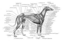 Charts On Greyhound Anatomy Awesome Paws Camp Greyhound