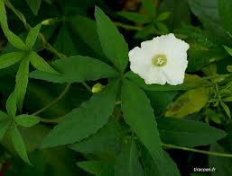 Image result for Merremia quinquefolia