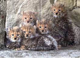 Five Little Cheetah Cubs Huddling Together For Warmth And Security Each Face Looks Different To Me Just Like People Th Small Wild Cats Wild Cats Animals Wild