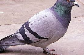 Spesies yang umumnya dikenal sebagai merpati adalah merpati karang. Jenis Merpati Foto Dan Nama Sifat 2021