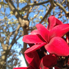 See more ideas about plumeria, frangipani, plumeria flowers. Deep Red Plumerias On Maui A Maui Blog