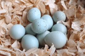 What Are Celadon Quail Eggs Quail Eggs Quail Blue Eggs
