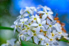 Image result for Acokanthera schimperi