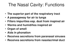 Increases surface area of nasal cavity warms, filters, humidifies inhaled air. Ppt The Nasal Cavity Functions Powerpoint Presentation Free Download Id 6024424