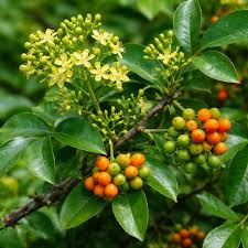 Image result for Toddalia