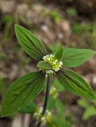 Image result for Mitracarpus