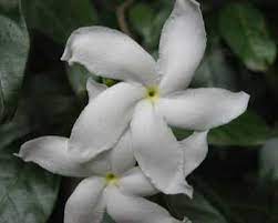 Carnation Of India In Kannada Whatiscalled Com