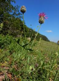 Image result for Centaurea praecox