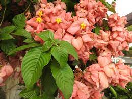 Mussaenda Flowers And Leaves Arbustos Plantas Flores