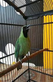 Pasalnya, di tahun 2018 cucak ijo sudah masuk daftar burung dilindungi dan. 12 Burung Cucak Ijo Ideas Bird Animals Parrot