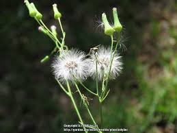 Head to a farm near you to get your fill of fresh. Photo Of The Seed Pods Or Heads Of Lilac Tasselflower Emilia Sonchifolia Posted By Plantladylin Garden Org