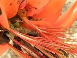 Image result for Erythrina sacleuxii