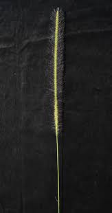 Image result for Perotis patens