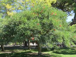 Image result for Erythrina sacleuxii
