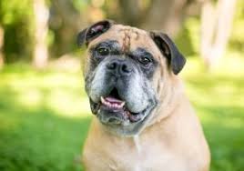 Long before i had any idea what olde tyme or victorian bulldogs were, i was told i was buying a victorian bulldog puppy. Victorian Bulldog Puppies At Petland Petland Sarasota