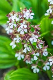 Blooming time depends on the variety. 18 Flowering Bulbs For Your Spring Garden Garden Design