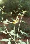 Image result for Crotalaria sphaerocarpa