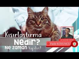 Kisirlastirma Nedir Ve Ne Zaman Yapilir Veteriner Turkiye