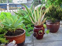 Ya sea si tienes terraza, un patio exterior, un balcón o nada de esto, aquí tienes el top en este caso, podrás tener tus plantas y decoraciones colgadas de un techo o un elemento en una zona alta. Plantas De Exterior Ideas Para Un Jardin De Ensueno
