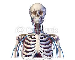 Be able to identify the abdominopelvic regions and quadrants on a torso model. Human Torso Anatomy Skeleton With Veins And Arteries Front View Human Anatomy Skeleton Of The Torso With Veins And Canstock